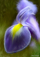 Iris, Flower, Flowers, Purple, Yellow