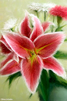 Flowers, Red, Pink, White