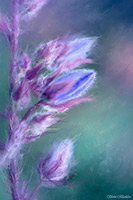 Flower Buds Artwork, Purple, Mauve
