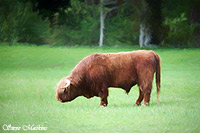 Highland Cow, Highland Bul, Cattle, Scotlandl