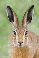 Hare, Rabbit, Artwork, Art, Prints