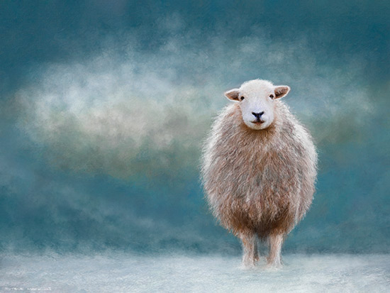 Snow Herdwick - Herdwick Sheep Art - Art Prints Snow Herdwick