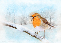 Robin Red Breast, Lake District, Cumbria, Winter, Christmas, Snow