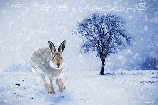 Mountain Hare - Wildlife Artwork - Art Prints Mountain Hare