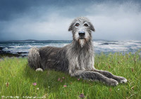 Gandalf, Irish wolfhound, Dogs, Ireland, Eire