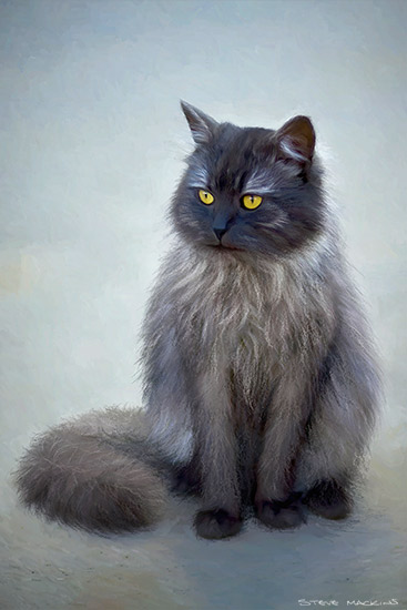 Smokey the Cat - Wildlife Artwork - Art Prints Smokey the Cat