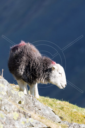 The Nab Farm Herdwick Ewe - Lake District Sheep Photo - Art Prints The Nab Farm Herdwick Ewe