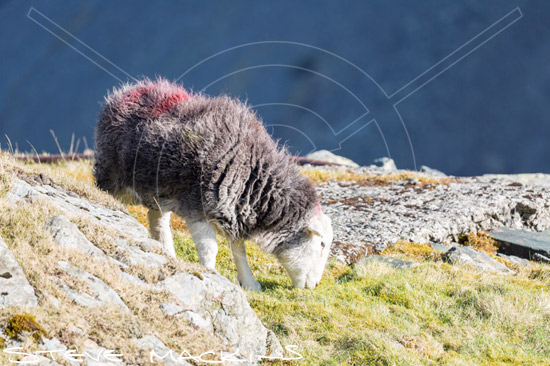 High Street Herdwick Sheep - Lake District Sheep Photo - Art Prints High Street Herdwick Sheep