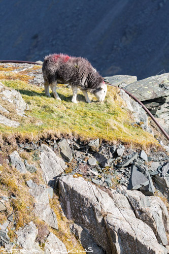 Brigham Valley Herdwick Sheep - Lake District Sheep Photo - Art Prints Brigham Valley Herdwick Sheep