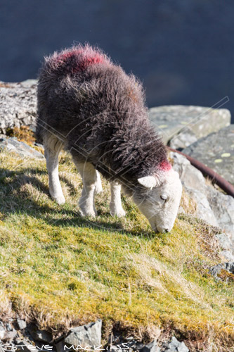 Whinlatter Herdwick Sheep - Lake District Sheep Photo - Art Prints Whinlatter Herdwick Sheep