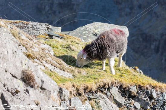 High Raise Field Herdwick Ewe - Lake District Sheep Photo - Art Prints High Raise Field Herdwick Ewe