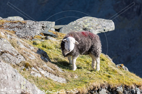 Hoff Valley Herdwick Ewe - Lake District Sheep Photo - Art Prints Hoff Valley Herdwick Ewe