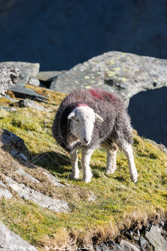 Keswick Valley Herdwick - Lake District Sheep Photo - Art Prints Keswick Valley Herdwick
