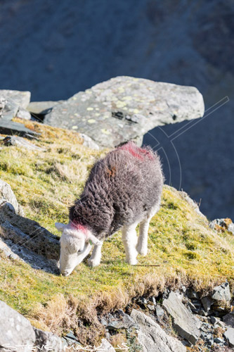 Martindale Field Herdwick Ewe - Lake District Sheep Photo - Art Prints Martindale Field Herdwick Ewe