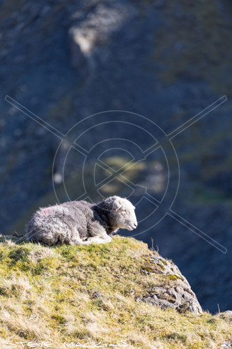Drybeck Field Herdwick Sheep - Lake District Sheep Photo - Art Prints Drybeck Field Herdwick Sheep