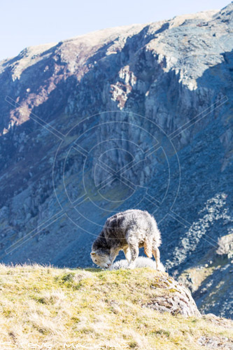 Glassonby Field Herdwick - Lake District Sheep Photo - Art Prints Glassonby Field Herdwick
