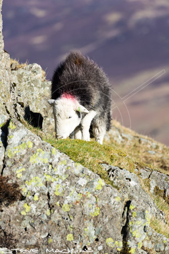 Natland Field Herdwick - Lake District Sheep Photo - Art Prints Natland Field Herdwick