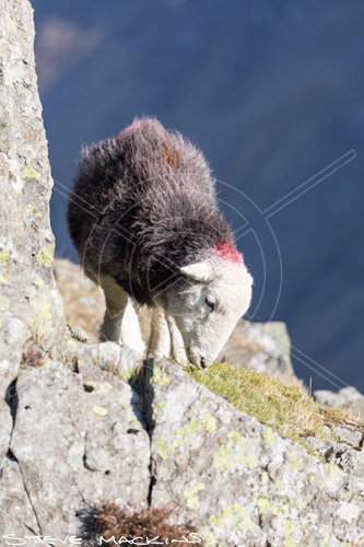 Ayside Herdwick - Lake District Sheep Photo - Art Prints Ayside Herdwick
