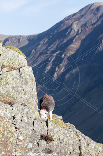 Dalston Field Herdwick Ewe - Lake District Sheep Photo - Art Prints Dalston Field Herdwick Ewe