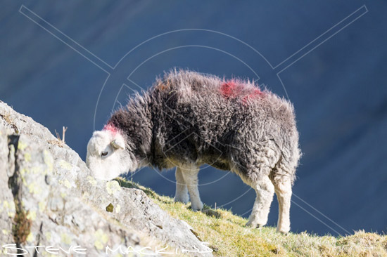 Clough Head Farm Herdwick Sheep - Lake District Sheep Photo - Art Prints Clough Head Farm Herdwick Sheep