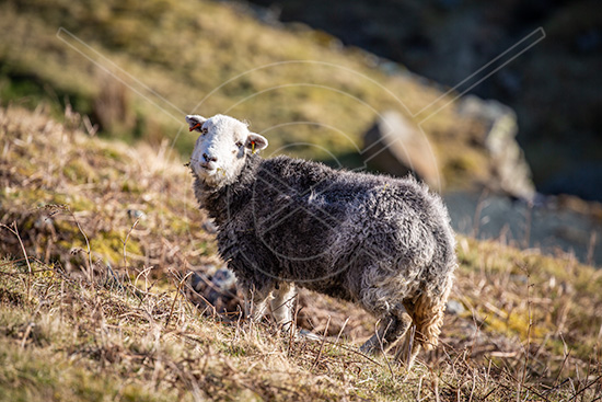 Low Pike Valley Herdwick Ewe - Lake District Sheep Photo - Art Prints Low Pike Valley Herdwick Ewe