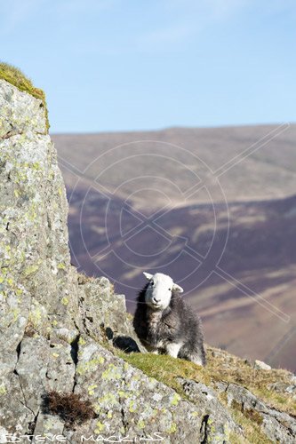 Great Musgrave Farm Herdwick Ewe - Lake District Sheep Photo - Art Prints Great Musgrave Farm Herdwick Ewe
