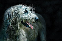 Irish Wolfhound, Dogs