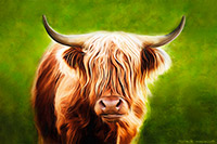 Highland Cow IV, Heilan Coo, Art Prints, Scotland, Steve Mackins, Photos, Artwork Prints, Pictures, Highlands, Images