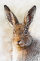 Hare III, Lake District, Cumbria, Rabbit, Lakeland