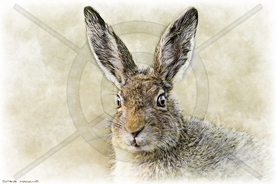 Hare III (Landscape) - Wildlife Artwork - Art Prints Hare III (Landscape)