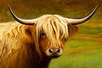 Highland Cow VII, Scotland, Highlands, Lewis, Harris
