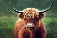 Highland Cow V, Scotland, Highlands, Lewis, Harris, Luskintyre