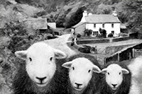 Herdwick Sheep Oil Pastels, Loughrigg Fell, Lakeland Sheep, Catterlen, Bowscale Fell, Rest Dodd, Esk Pike, Seathwaite (Duddon Valley), Herdwick Art Studio, Artworks, Ard Crags, Monkhill, Grike, Kirkby Thore, Little Asby, Heversham, Cumdivock, Artwork Gallery, Herdwick Tup, Carrock Fell, Whitfell, Lakeland Sheep, Scafell Pike, Cumbrian sheep, Rosthwaite Fell, Dodd, Bowscale, Mosedale, Lindal in Furness,  Lake District, Cumbria.