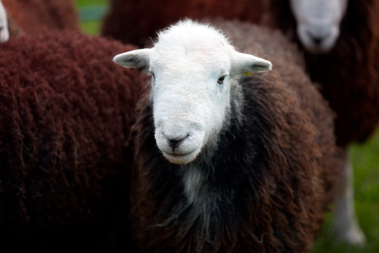 Waterhead Lakeland Sheep - Lakeland Photos - Art Prints Waterhead Lakeland Sheep