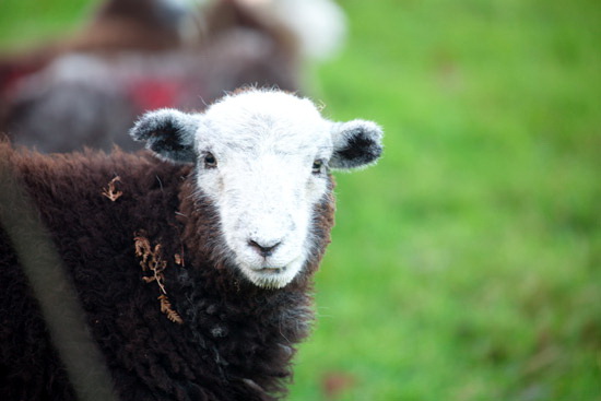 Ulpha Farm Lake district Sheep - Lakeland Photos - Art Prints Ulpha Farm Lake district Sheep