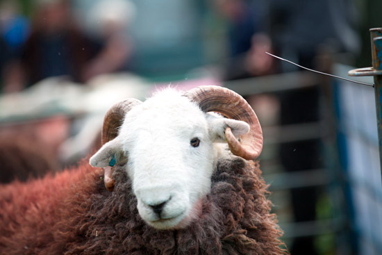 Slight Side Valley Herdwick Sheep - Lakeland Photos - Art Prints Slight Side Valley Herdwick Sheep