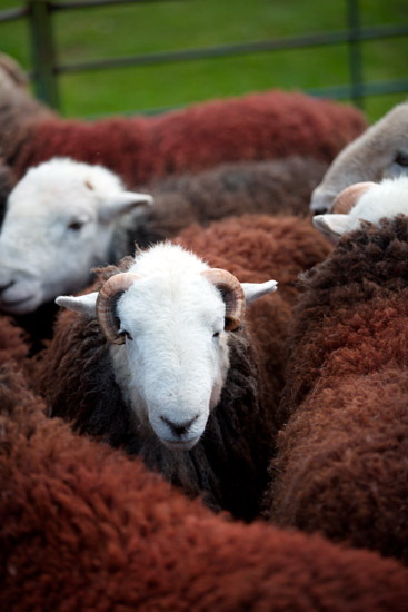 Crosby (Maryport) Farm Lake district Sheep - Lakeland Photos - Art Prints Crosby (Maryport) Farm Lake district Sheep