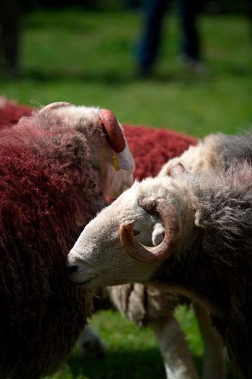 Hard Knott Field Lake district Sheep - Lakeland Photos - Art Prints Hard Knott Field Lake district Sheep