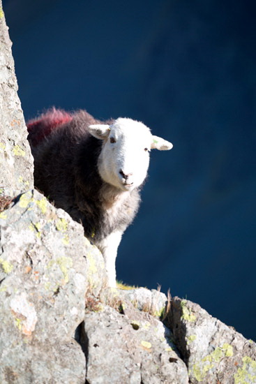 High Spy Field Herdwick - Lakeland Photos - Art Prints High Spy Field Herdwick