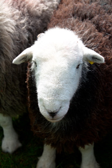 Rossett Pike Field Lakeland Sheep - Lakeland Photos - Art Prints Rossett Pike Field Lakeland Sheep