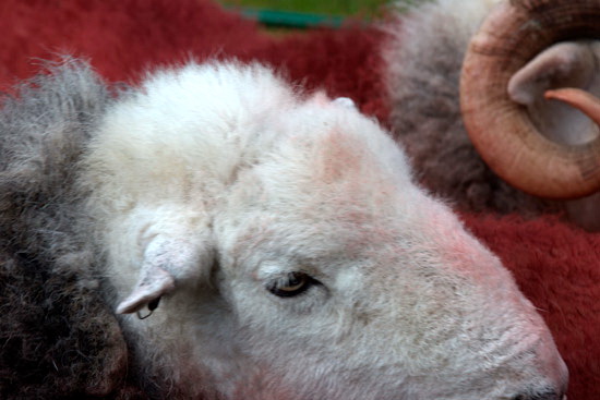 Millbeck (Keswick) Farm Lakeland Sheep - Lakeland Photos - Art Prints Millbeck (Keswick) Farm Lakeland Sheep