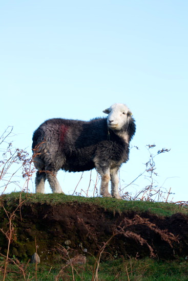 Stonethwaite Farm Herdwick Sheep - Lakeland Photos - Art Prints Stonethwaite Farm Herdwick Sheep