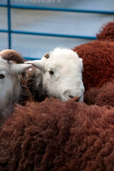 Ravenglass Lake district Sheep - Lakeland Photos - Art Prints Ravenglass Lake district Sheep