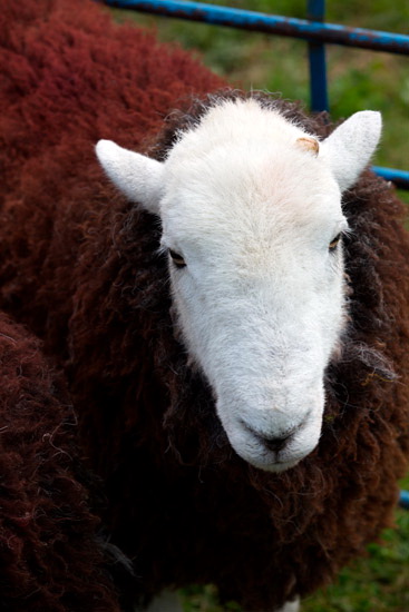 Hard Knott Valley Herdwick - Lakeland Photos - Art Prints Hard Knott Valley Herdwick