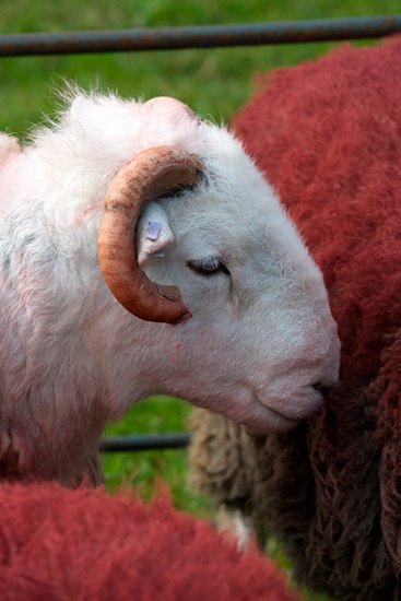 Nenthead Herdwick - Lakeland Photos - Art Prints Nenthead Herdwick