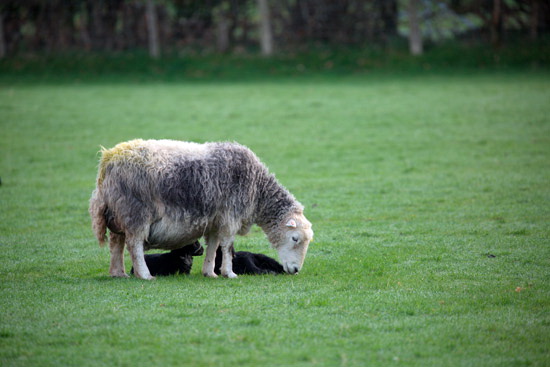 High Spy Field Lake district Sheep - Lakeland Photos - Art Prints High Spy Field Lake district Sheep