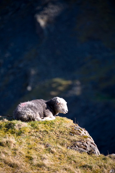 Croglin Farm Herdwick Sheep - Lakeland Photos - Art Prints Croglin Farm Herdwick Sheep
