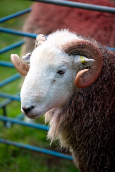 Garsdale Lakeland Sheep - Lakeland Photos - Art Prints Garsdale Lakeland Sheep