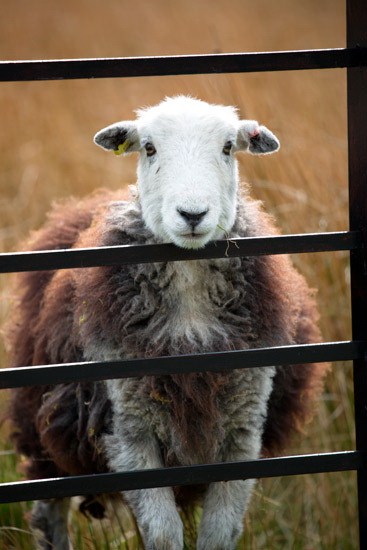 Calthwaite Farm Herdwick - Lakeland Photos - Art Prints Calthwaite Farm Herdwick