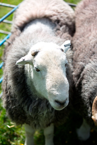 Great Sca Fell Farm Herdwick - Lakeland Photos - Art Prints Great Sca Fell Farm Herdwick